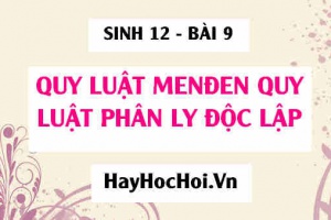 Quy luật Menđen: Quy luật phân li độc lập, Thí nghiệm lai hai tính trạng và Ý nghĩa các quy luật của Menđen - Sinh 12 bài 9